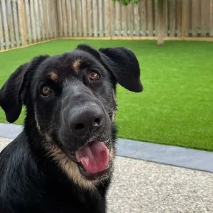 pet-turf-2